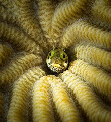 Fototapeta premium Secretary Blenny (Acanthemblemaria maria) peers out of brain coral home, Corporal Meiss dive site, Bonaire, Netherlands Antilles
