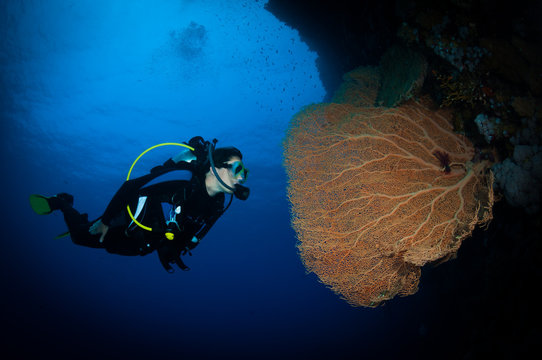 Woman diver exmaines a Gorgonian fan coral, Big Brother dive site, Red Sea, Egypt