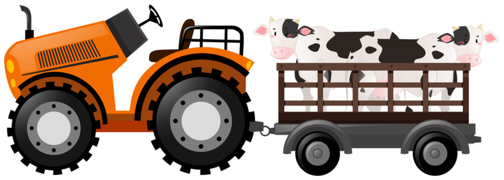 Orange tractor with two cows on wagon