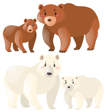 Grizzly and polar bears