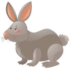 Rabbit with gray fur