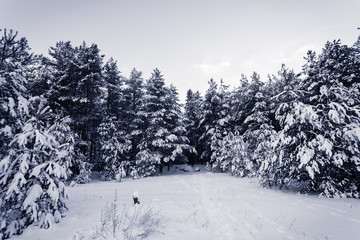 Forest Covered by Snow in Winter Landscape