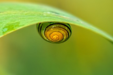 Ślimak schowany pod liściem trzciny © polmus