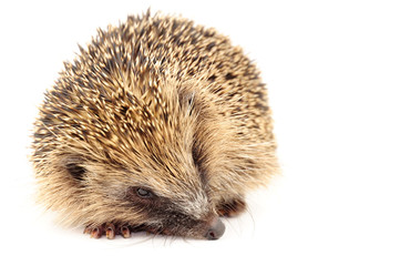 Young European Hedgehog