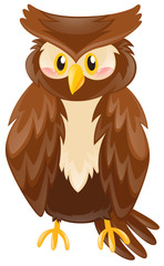 Cute owl with brown feather