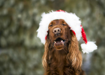 Funny Christmas dog with Santa Claus hat