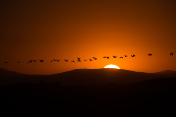 Sandhill Crane migration