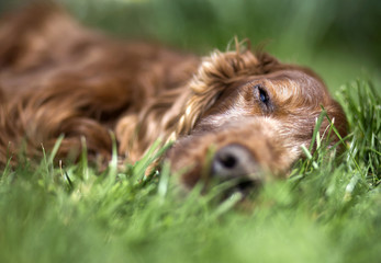 Portrait of a beautiful old sleeping Irish Setter dog