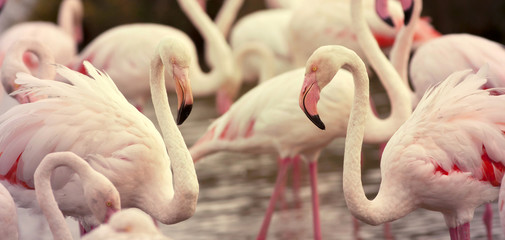 Website banner of beautiful pink Flamingos
