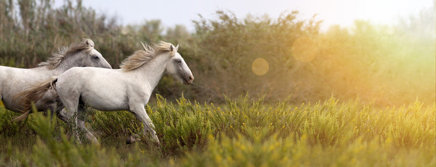 Fototapeta na wymiar Website banner of beautiful white horses as running in the field