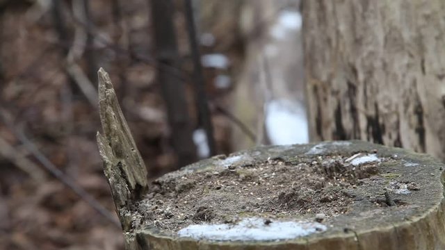 m&eacute;sange &agrave; t&ecirc;te noire