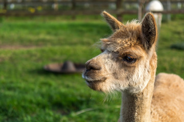 Obraz premium Alpaca
