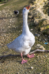 Angry Goose