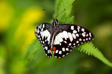 Obraz na płótnie Canvas Common lime butterfly