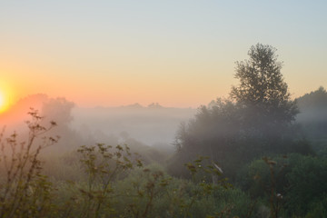 Fototapeta na wymiar View of the foggy forest
