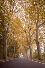 Allenstraße im Herbst