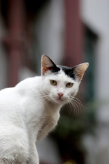 cute white cat