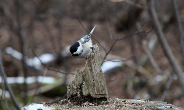 m&eacute;sange &agrave; t&ecirc;te noire