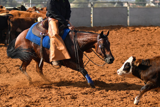 Cowboy roping a little cow during the cutting horse event 