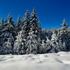 Tief verschneite unberührte Winterlandschaft, schneebedeckte Tannen, funkelnde Schneekristalle