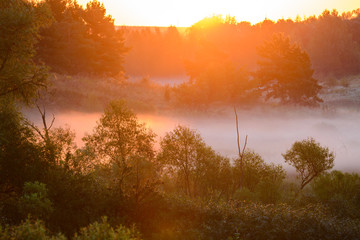 dense morning fog in a summer forest