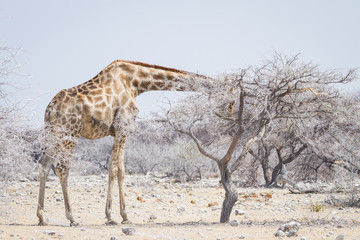 African giraffe in Etosha sticking its head into a dusty tree
