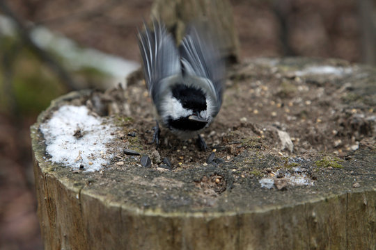 m&eacute;sange &agrave; t&ecirc;te noire