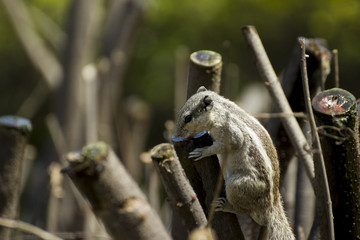 squirrels in the wild