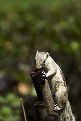 squirrels in the wild