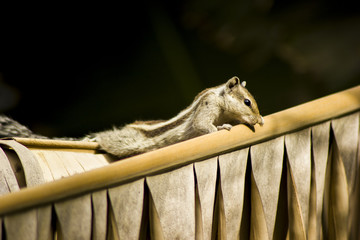 squirrels in the wild