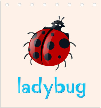 Word card with ladybug insect