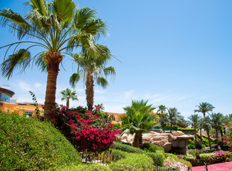 Fototapeta premium beautiful park with flowers and palm trees in the summer 
