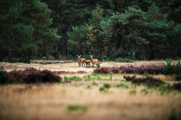 Herd of red deer in an open field near forest. National Park Hog