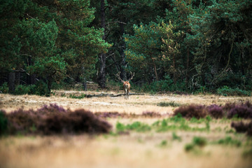 Red deer stag walking alone in field near forest. National Park