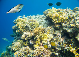 beautiful and diverse coral reef with fish of the red sea in Egypt, shooting under water