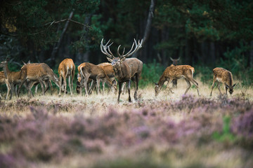 Fototapeta premium Red deer stag with herd of hinds walking towards camera. Nationa