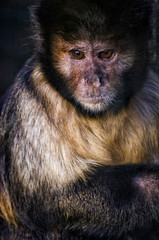 Brown Capuchin Monkey