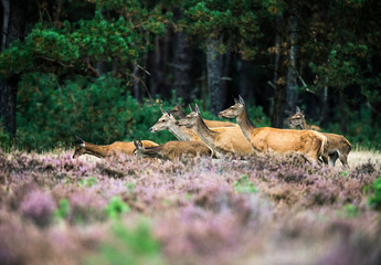 Alert herd of red deer hinds at the edge of forest. National Par