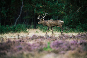 Red deer stag walking in heath during mating season. National Pa