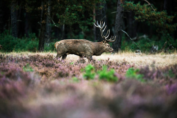 Red deer stag walking in heath during mating season. National Pa