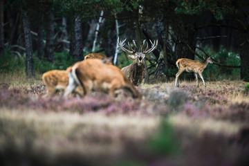 Roaring red deer stag between herd of hinds in mating season. Na