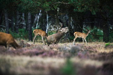 Naklejka na ściany i meble Roaring red deer stag between herd of hinds in mating season. Na