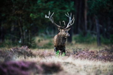 Solitary red deer stag with big antlers standing in heath. Natio
