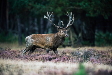 Solitary red deer stag with big antlers standing in heath. Natio