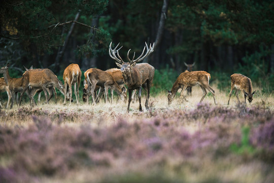 Fototapeta Red deer stag with herd of hinds walking towards camera. Nationa