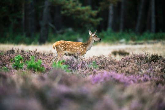 Young red deer doe in heath near forest. National Park Hoge Velu