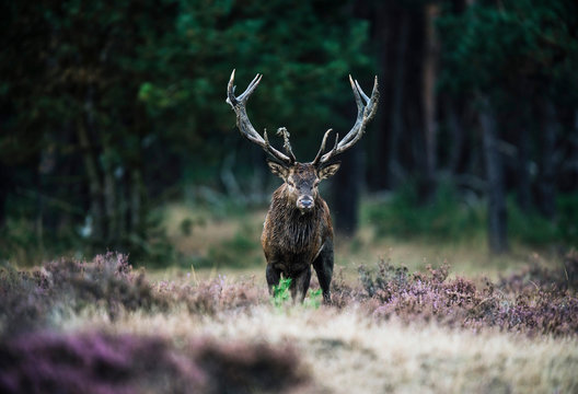 Fototapeta Solitary red deer stag with big antlers standing in heath. Natio