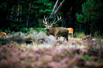 Red deer stag walking in heath field during rutting season. Nati