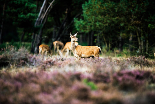Alert red deer doe standing in heath field. National Park Hoge V