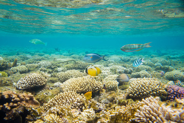 beautiful and diverse coral reef with fish of the red sea in Egypt, shooting under water